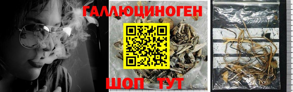 Псилоцибиновые грибы Psilocybe  Вход с VPN  Белгород 